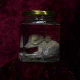 Wet Specimen “Foetal Piglet”