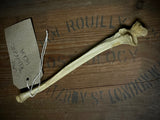 Human ulna bone