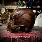 Human skull