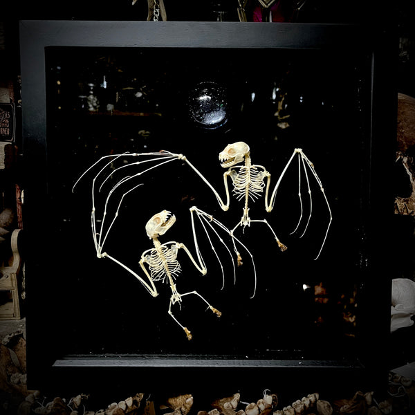 Dancing bats