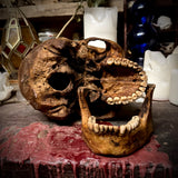 Human skull with mandible