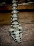 Articulated human spine