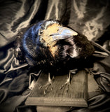 Item 5. Taxidermy rook