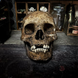 Human skull