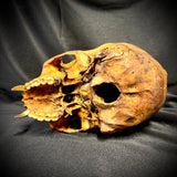 Item 4. Vampire skull