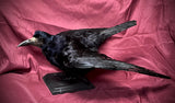 Taxidermy rook