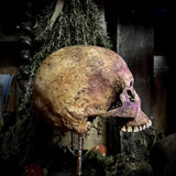 A human skull