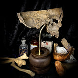 Partial human skull on stand