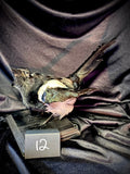 Item 12. Taxidermy magpie