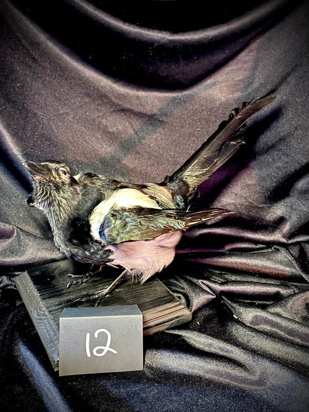 Item 12. Taxidermy magpie
