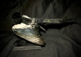 Item 4. Taxidermy magpie