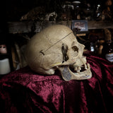 Adam Rouilly medical skull