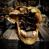 Human skull with mandible