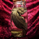 Wet Specimen “Bearded Dragon”