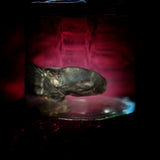 Wet Specimen “Juvenile Rabbit Kit”