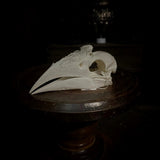 Trumpeter Hornbill Skull