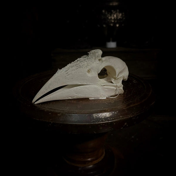 Trumpeter Hornbill Skull