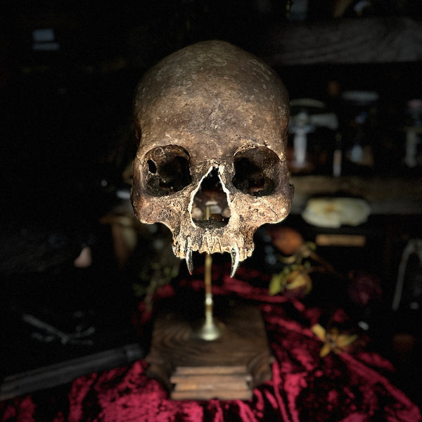 Vampire skull on stand