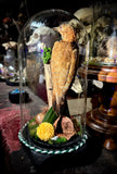 Taxidermy rufous woodpecker