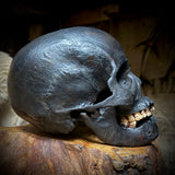 Human skull with mandible