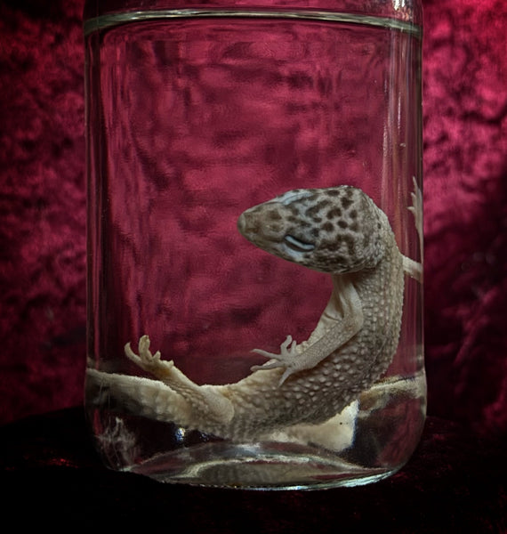 Wet Specimen Leopard Gecko – Curiosities from the 5th Corner