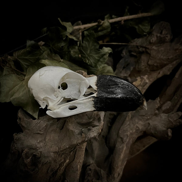 African raven skull