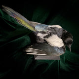 Taxidermy Magpie