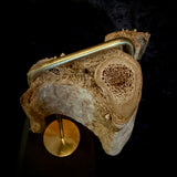 Item 11. Mummified human arm slice