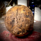 Human skull