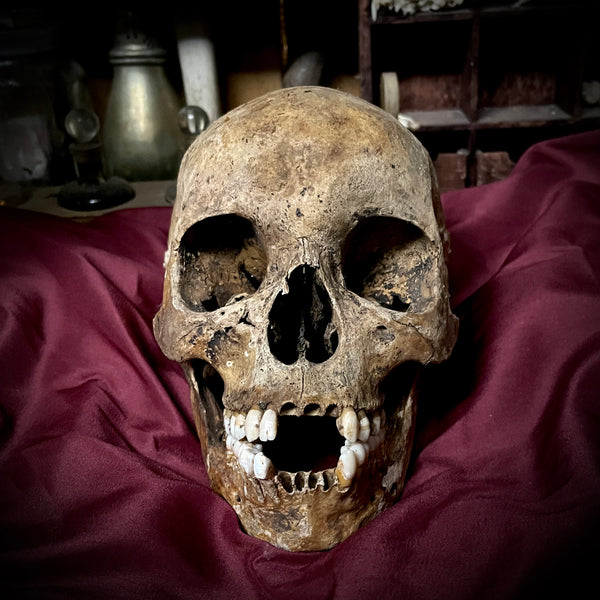 Human skull with mandible