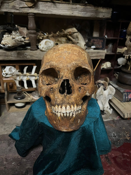 Human skull with mandible