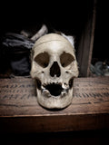 Medically prepared human skull