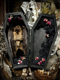 Taxidermy Fruit Bat - Mini Curio Coffin