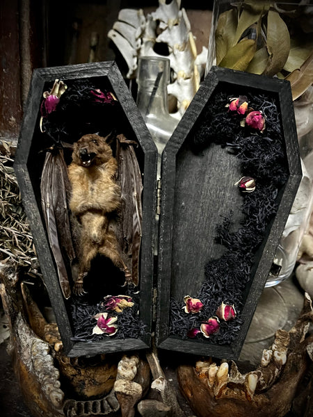 Taxidermy Fruit Bat - Mini Curio Coffin