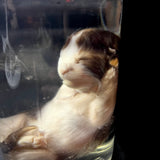 Item 6. Wet kitten