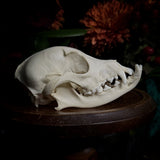 Dog Skull - “Mongrel” With Prominent Underbite