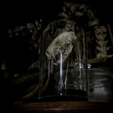 “Mink skull” in a glass dome