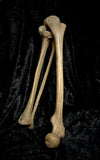 Articulated right leg