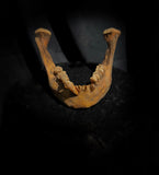 A mandible