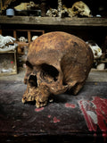 Human Skull