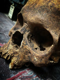 Human Skull