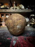 Human Skull