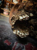 Human Skull