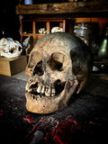 Human skull with mandible