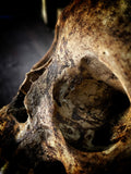 Human skull with mandible