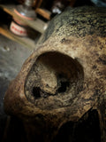 Human skull with mandible