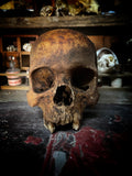 Human Skull