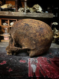 Human Skull