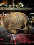 Human Skull