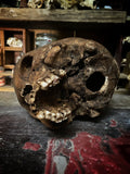 Human Skull